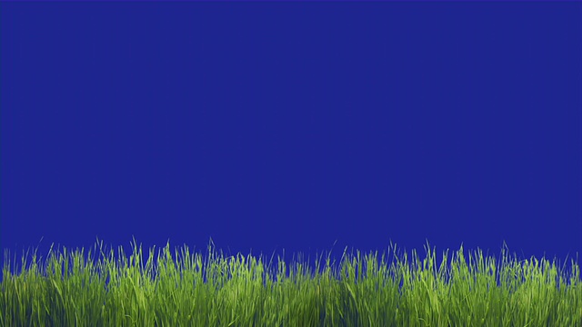 绿色的草在前景移动。蓝屏色度键视频素材