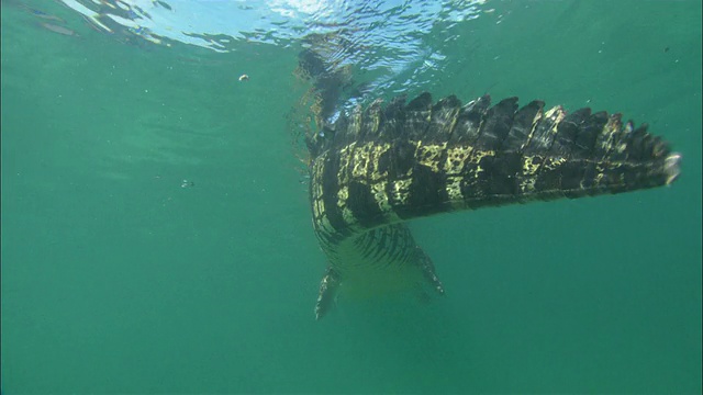 低角度跟踪-左跟踪-右-一只鳄鱼游过水下/澳大利亚的视角视频素材