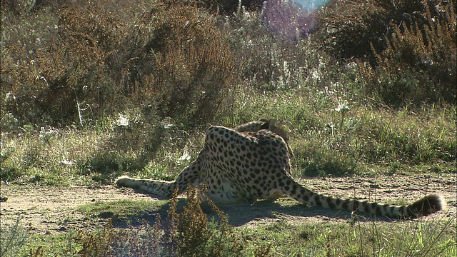 中远镜头跟踪-左跟踪-右-一只猎豹在草原/南非的一条小道上快速奔跑视频下载