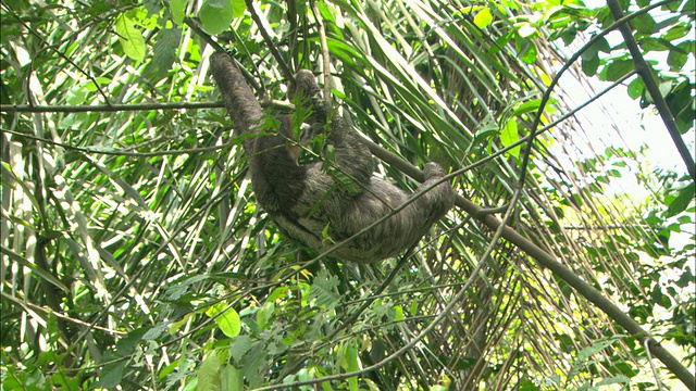 中等手持式-树懒悬挂在树枝上睡觉，而树慢慢弯曲/巴西玛瑙斯视频素材