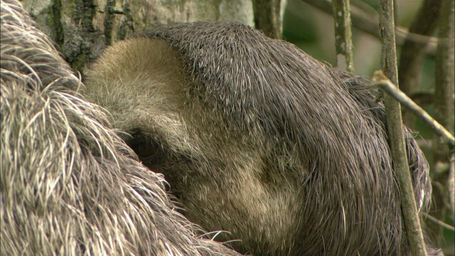 近距离手扶——一只树懒抓着一棵树向上向下看/巴西玛瑙斯视频下载