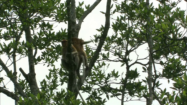 一只猴子从一棵树跳到另一棵树/婆罗洲，印度尼西亚视频下载