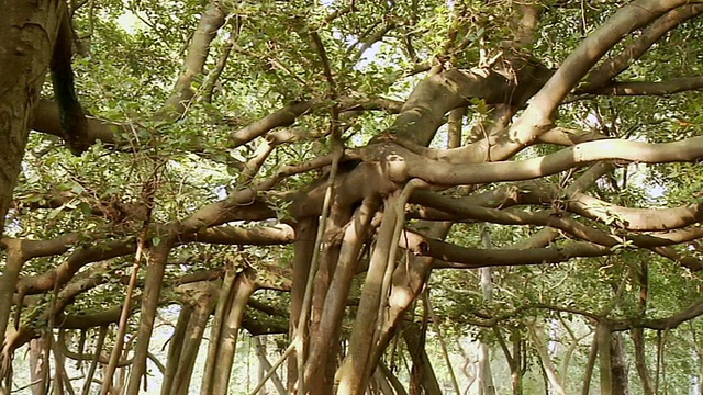 森林/印度加尔各答，西孟加拉邦视频下载