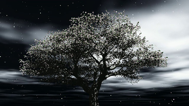 夜晚的樱桃树视频素材