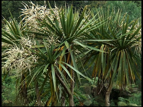 傲然挺立:椰菜棕榈树，澳洲虫草，植物志视频下载