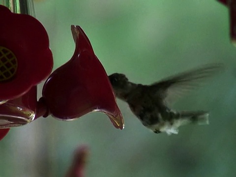 蜂鸟用舌头喂食器视频素材