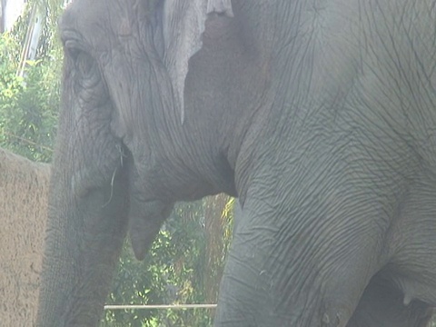 大象用鼻子把食物舀进嘴里视频素材