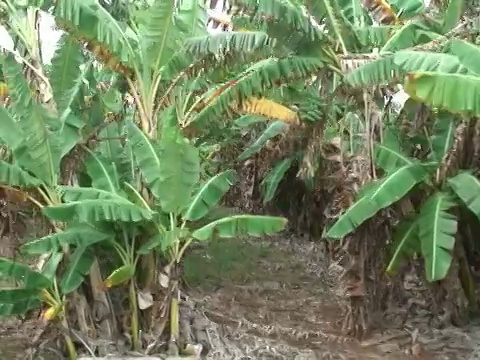 香蕉种植园，移动跟踪拍摄视频下载