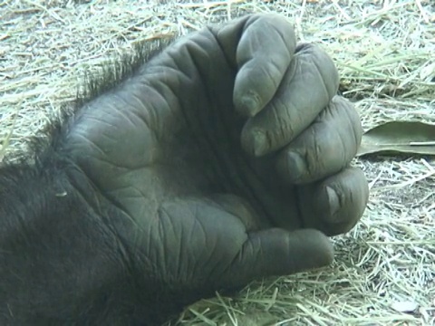 大猩猩的手和手指视频下载