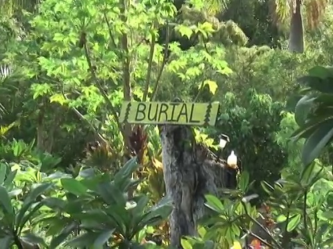 死亡:茂盛的热带墓地，放大视频下载