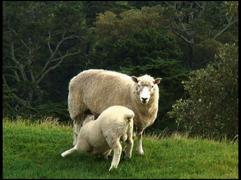 用餐时间:羊妈妈给小羊羔喂奶视频下载