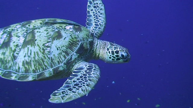 海龟游泳视频素材