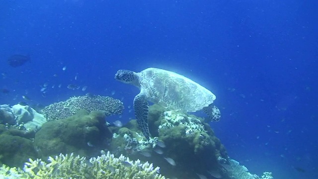 绿海龟游泳视频素材