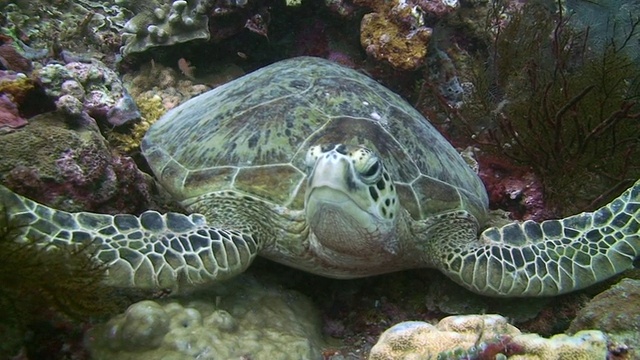 绿海龟休息视频素材