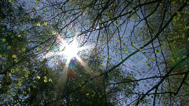 阳光透过树冠视频下载