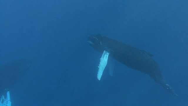 座头鲸视频素材