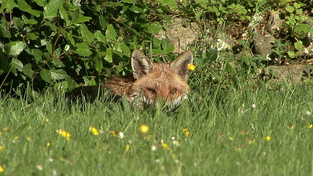 红狐狸休息视频素材