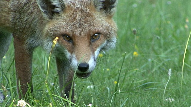 红狐狸吃视频素材