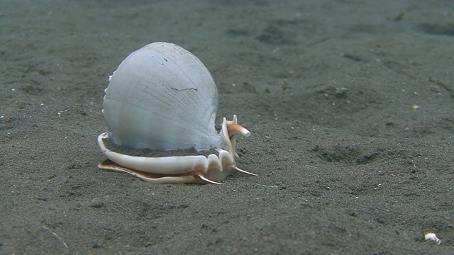 海蜗牛视频下载