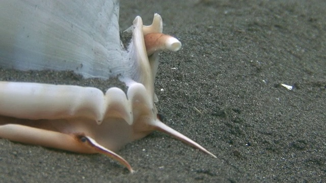 海蜗牛视频素材