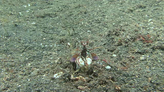 螳螂虾视频素材
