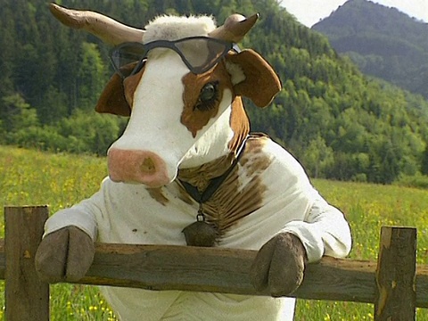 牛靠在篱笆上视频素材