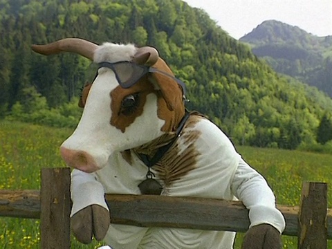 牛靠在篱笆上视频素材