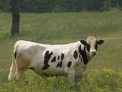 牛在草地上视频素材