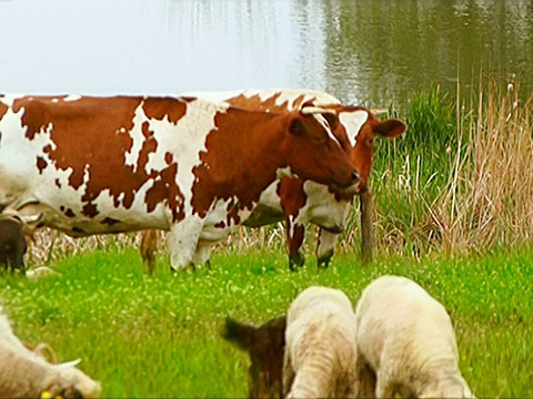 奶牛和山羊视频素材