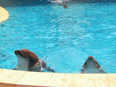海豚在池视频素材
