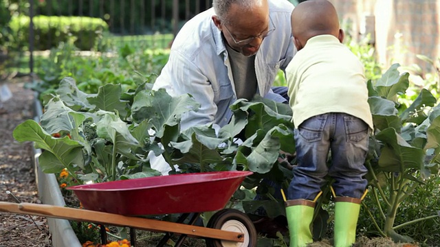 美国弗吉尼亚州里士满的家庭菜园里，理科硕士，TU，老人和小孙子在收获蔬菜视频素材