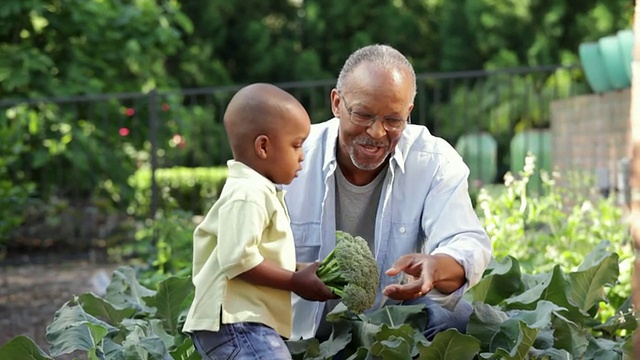 美国维吉尼亚州里士满的家庭菜园里，硕士、老人和小孙子在收获蔬菜视频素材
