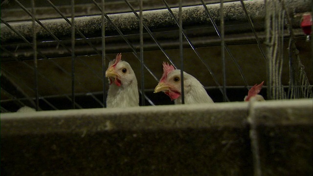 在笼子里的鸡的特写。视频素材