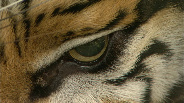 ECU,老虎的眼睛视频下载