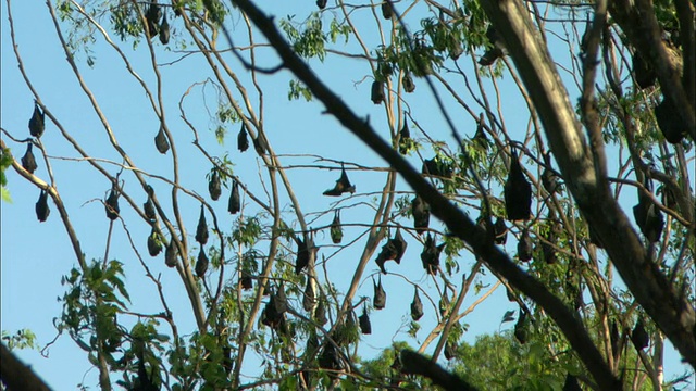 MS, LA，飞狐挂在树上，澳大利亚视频素材