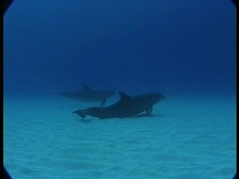 MS，在海洋中游泳的海豚，大西洋，巴哈马视频素材
