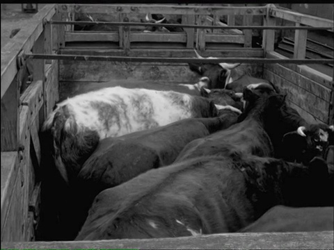MS Farmer将奶牛赶进牛车/爱尔兰利特瑞姆，利特瑞姆，多尼戈尔县，利特瑞姆视频下载
