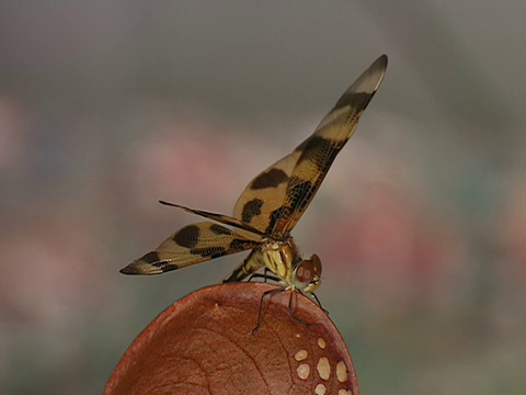 CU, SELECTIVE FOCUS，蜻蜓在兜帽猪笼草上，奥克弗诺基沼泽，佐治亚州/佛罗里达州，美国视频下载