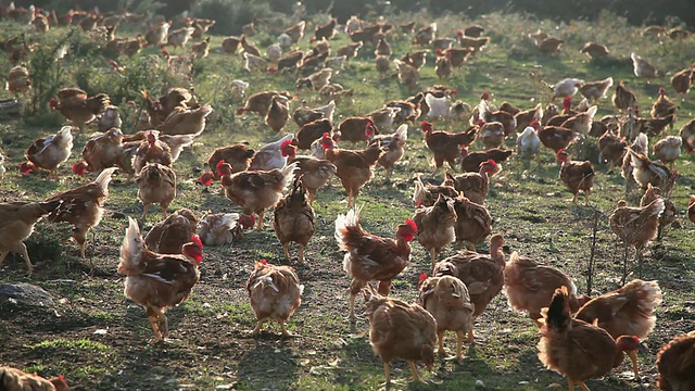 法国阿尔代什放养鸡(家养鸡)视频下载
