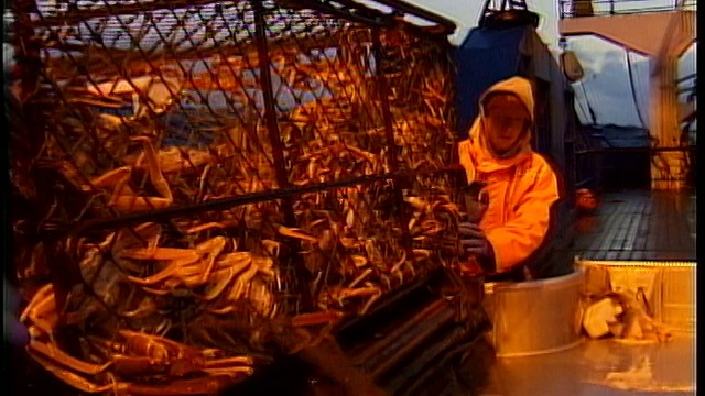 美国阿拉斯加州白令海，渔民在甲板上打开蟹笼，把它们扔到桌子上进行分类视频素材