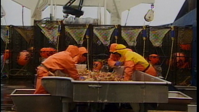 美国阿拉斯加白令海，渔民站在甲板上分拣螃蟹视频素材