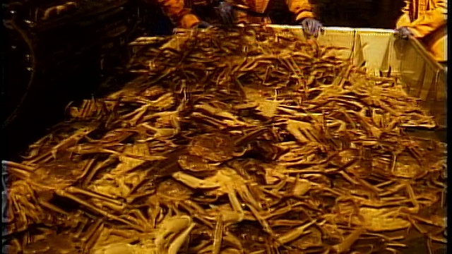 美国阿拉斯加州白令海，晚上，渔民在甲板上打开蟹笼，把它们扔到桌子上分拣视频素材