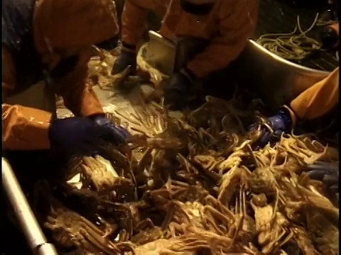 美国阿拉斯加白令海，渔民在甲板上分拣螃蟹视频素材