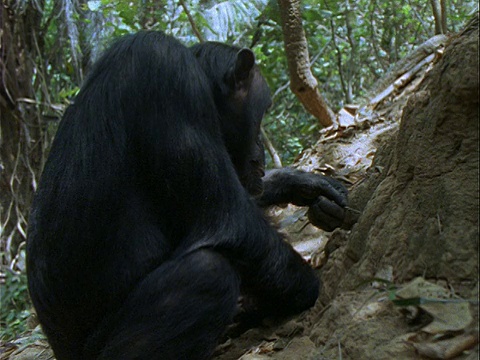 坦桑尼亚贡贝国家公园，一只黑猩猩坐在森林里的白蚁丘前，用小树枝捕捉和吃白蚁视频下载