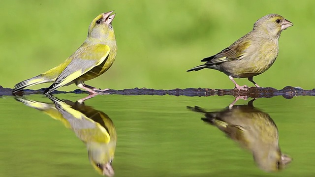 英国苏格兰，雌雄小青雀在水池中饮水视频下载
