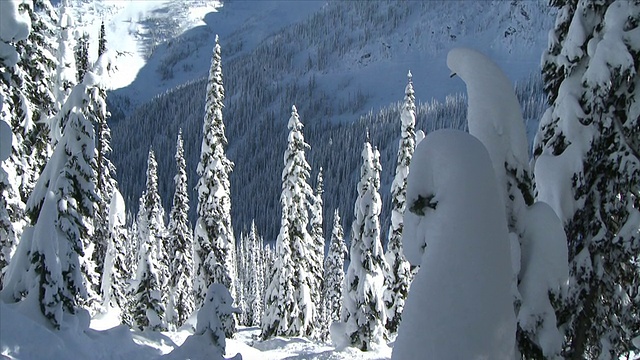 加拿大不列颠哥伦比亚省尼尔森滑雪板上的TD树视频素材