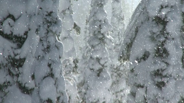 加拿大不列颠哥伦比亚省尼尔森，树上的雪闪闪发光视频素材