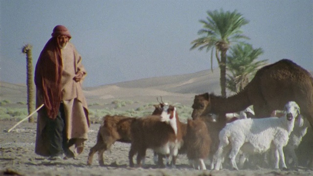 中东，牧羊人在沙漠中放牧山羊和绵羊视频素材