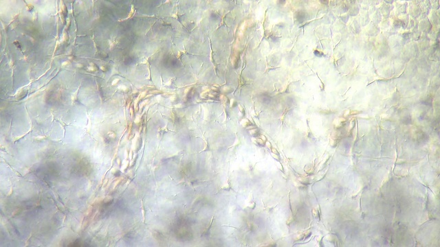 蟾蜍蝌蚪尾部毛细血管中血细胞的流动视频素材