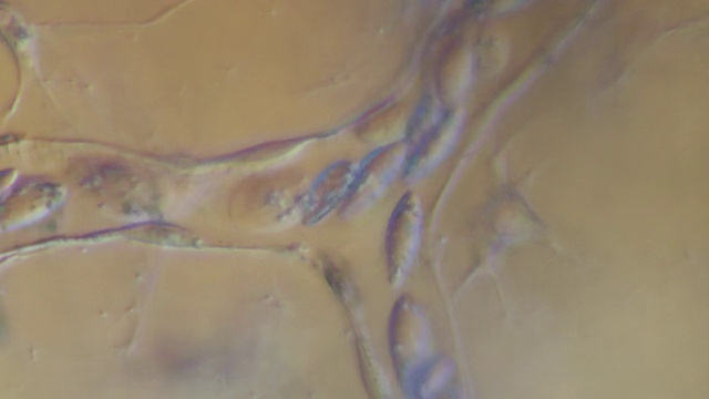 蟾蜍蝌蚪尾部毛细血管中血细胞的流动视频素材